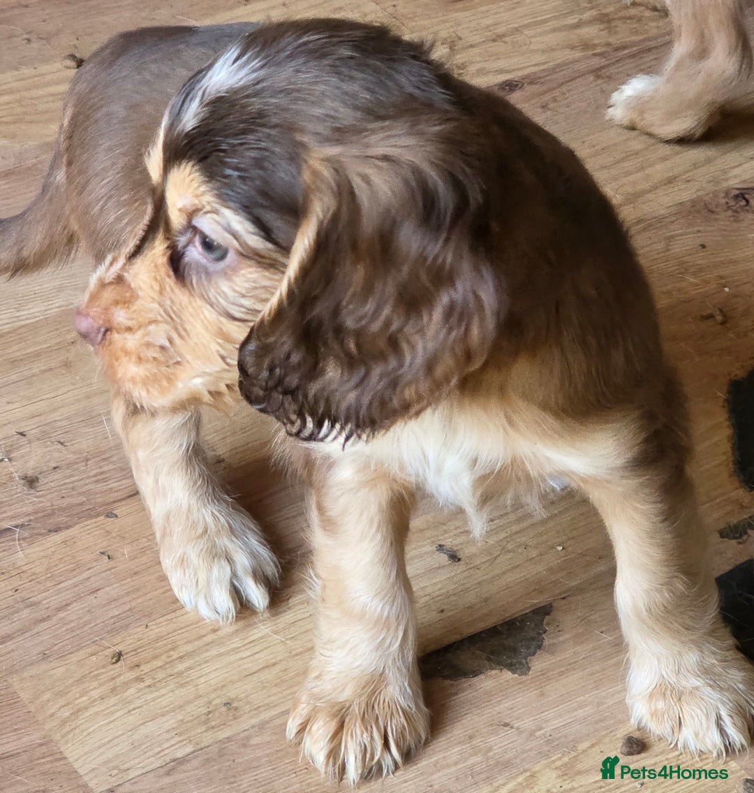 Cocker Spaniel dogs for sale: Stunning cocker spaniel puppies 2 boys left  - Advert 22