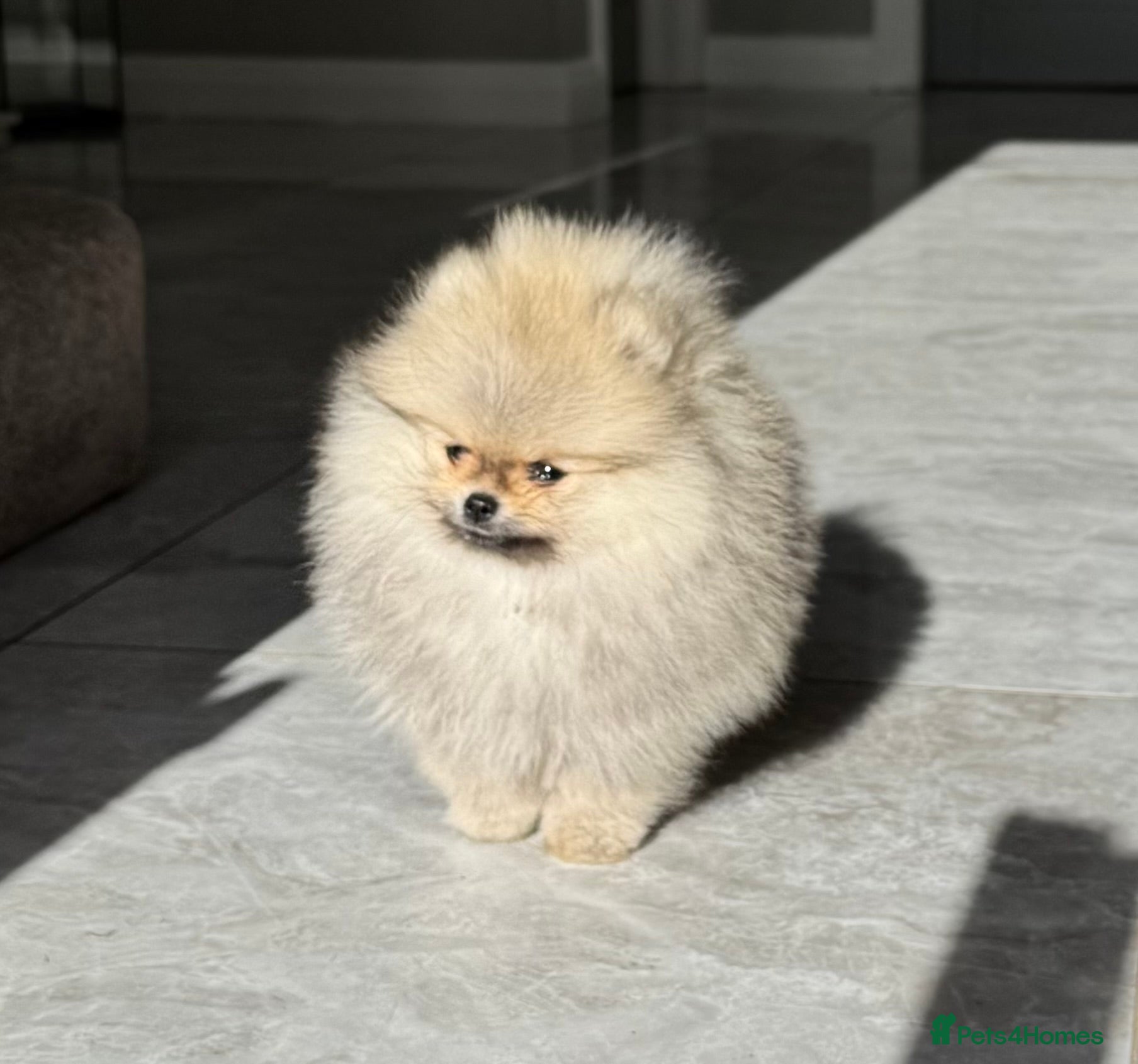 Pomeranian dogs TINY Champ Lines Teddy Face TRUE Pom Girl - Advert 3