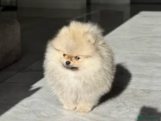 Pomeranian dogs TINY Champ Lines Teddy Face TRUE Pom Girl - Advert 3