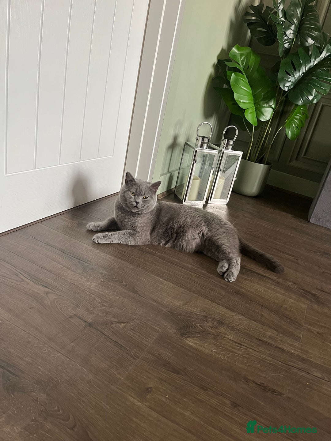 British Shorthair cats for sale: British Shorthair Boy - Advert 2