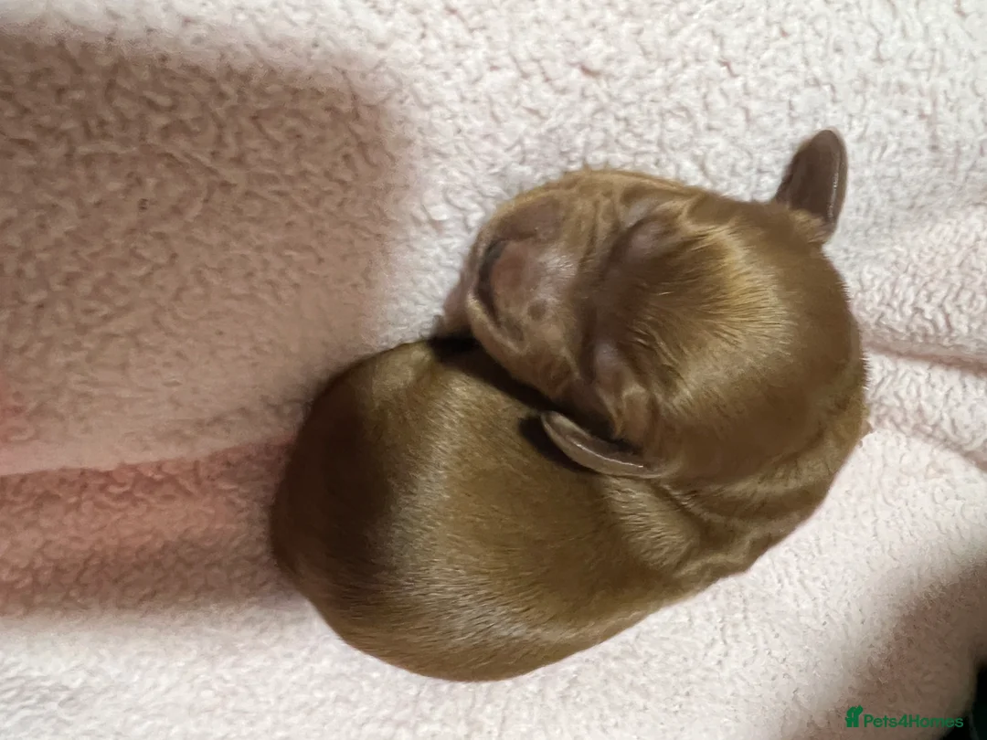 Cocker Spaniel dogs for sale: Working cocker pups due,  ready for spring - Advert 10