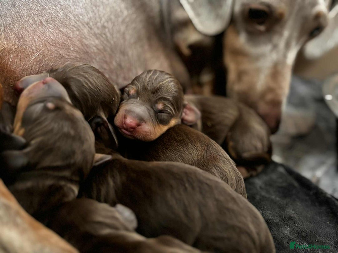 Miniature Dachshund dogs for sale: Beautiful Chocolate & Tan miniature dachshunds  - Image 12
