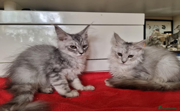 Maine Coon cats - Advert 10