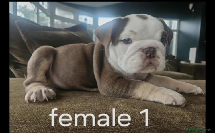 English Bulldog dogs - Advert 4