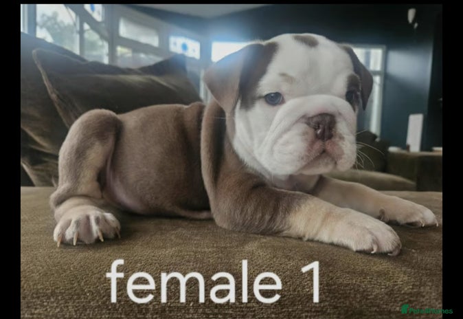 English Bulldog dogs - Advert 1