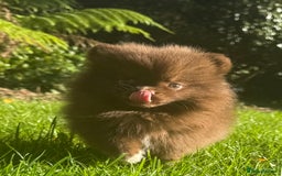 Pomeranian dogs for sale: 🧸🌈 Genuine Teddy Bear Poms Rainbow litter 🌈🧸 - Image 3