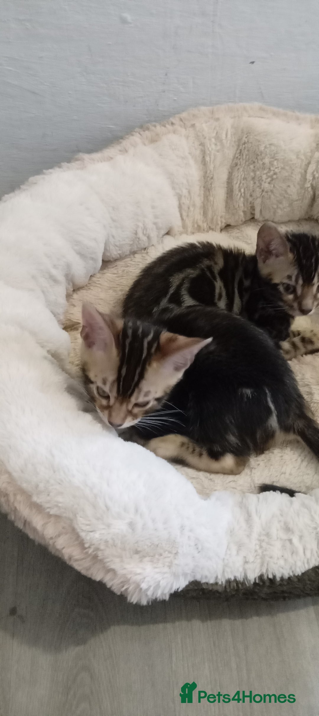 Bengal cats for sale: Pedigree Bengal Kittens - Image 19