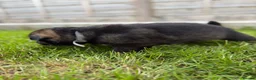 German Shepherd dogs for sale: 🐾 German Shepherd Puppies – ready 18th July - Advert 31