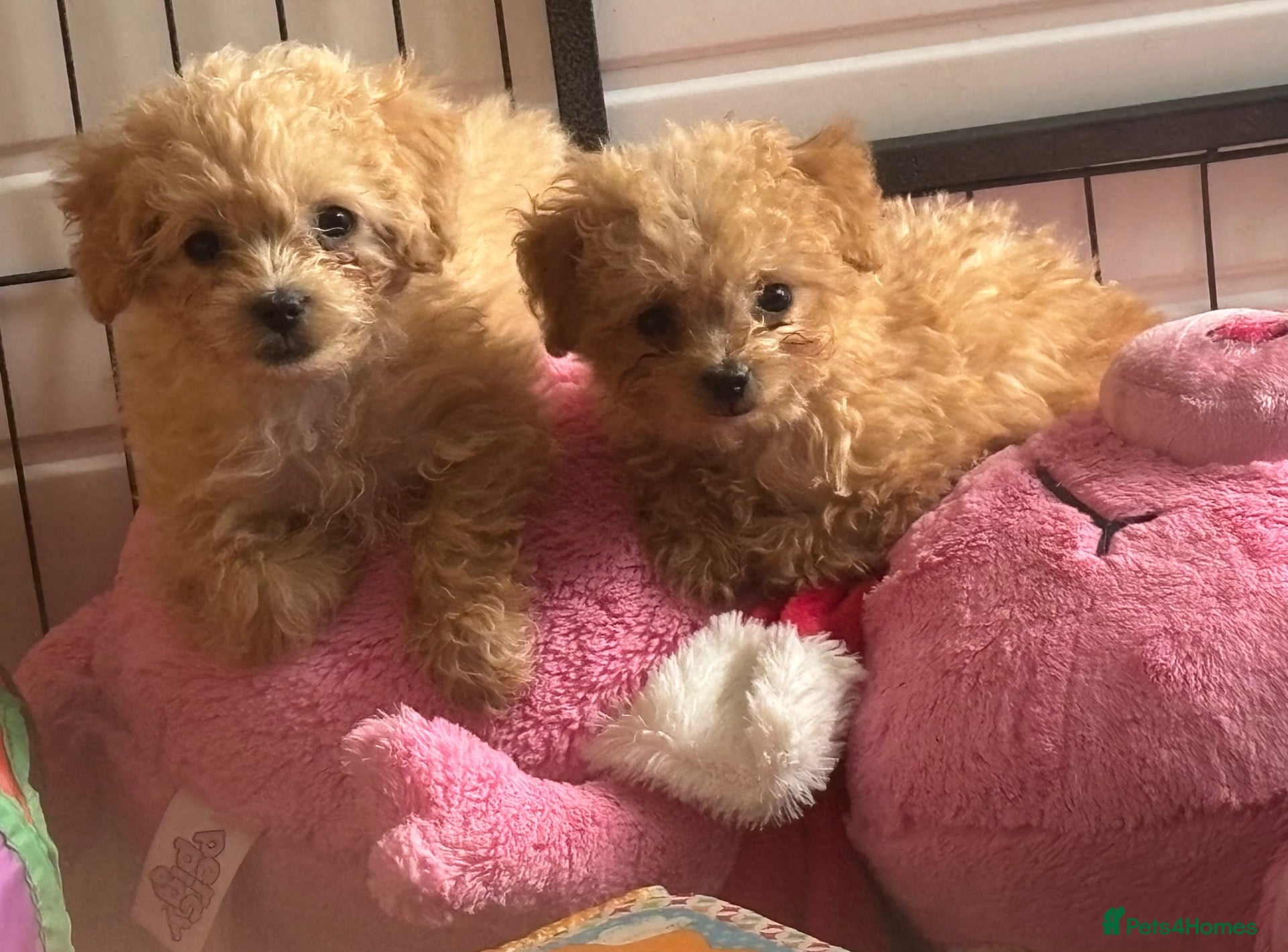 Maltipoo dogs Male Asian/korean tiny x-small  Ready now  - Advert 2