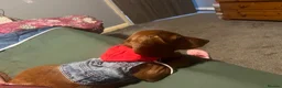 Dachshund dogs for sale: Dachshund boy  - Advert 3