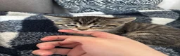 Mixed Breed cats for sale: Beautiful 8wk kitten for sale  - Advert 2