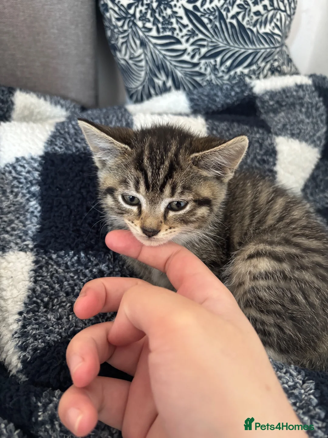 Mixed Breed cats for sale: Beautiful 8wk kitten for sale  - Advert 2
