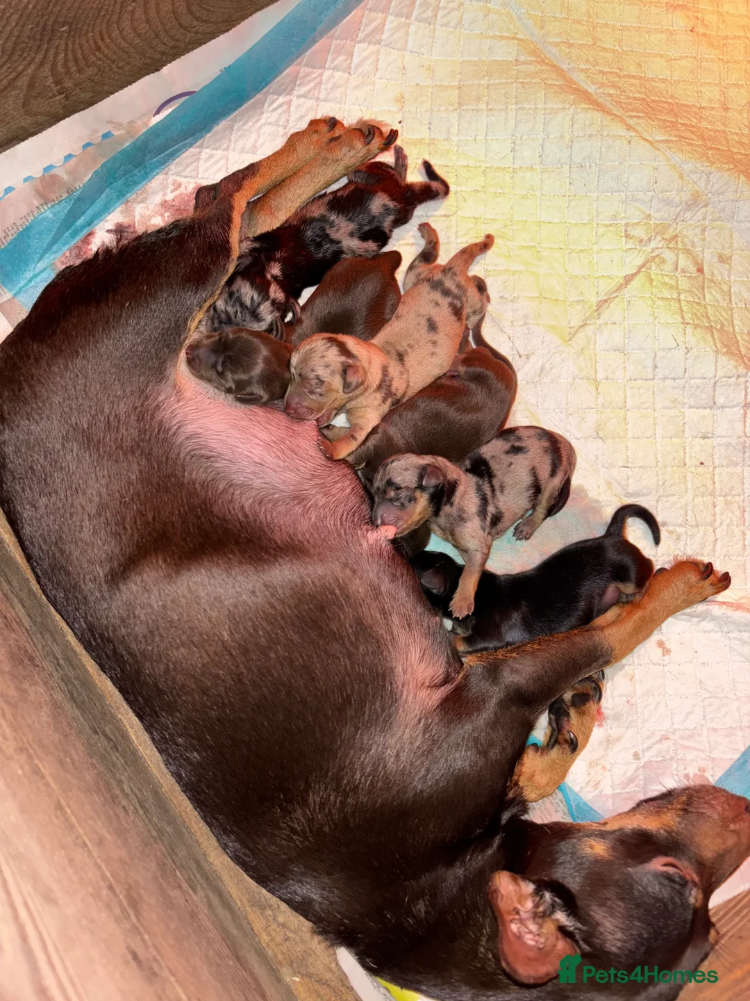 Jackshund dogs for sale: Stunning Homebred Miniature Jackshunds - Advert 9