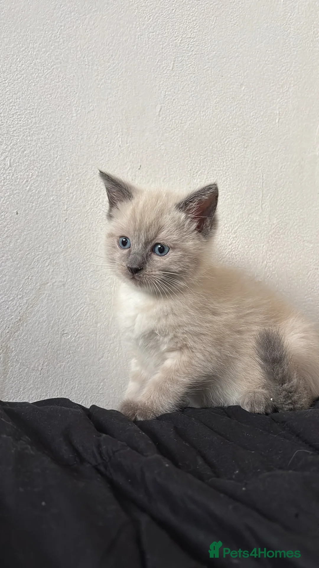 Ragdoll cats for sale: Ragdoll x mink tonkinese kittens  - Advert 26