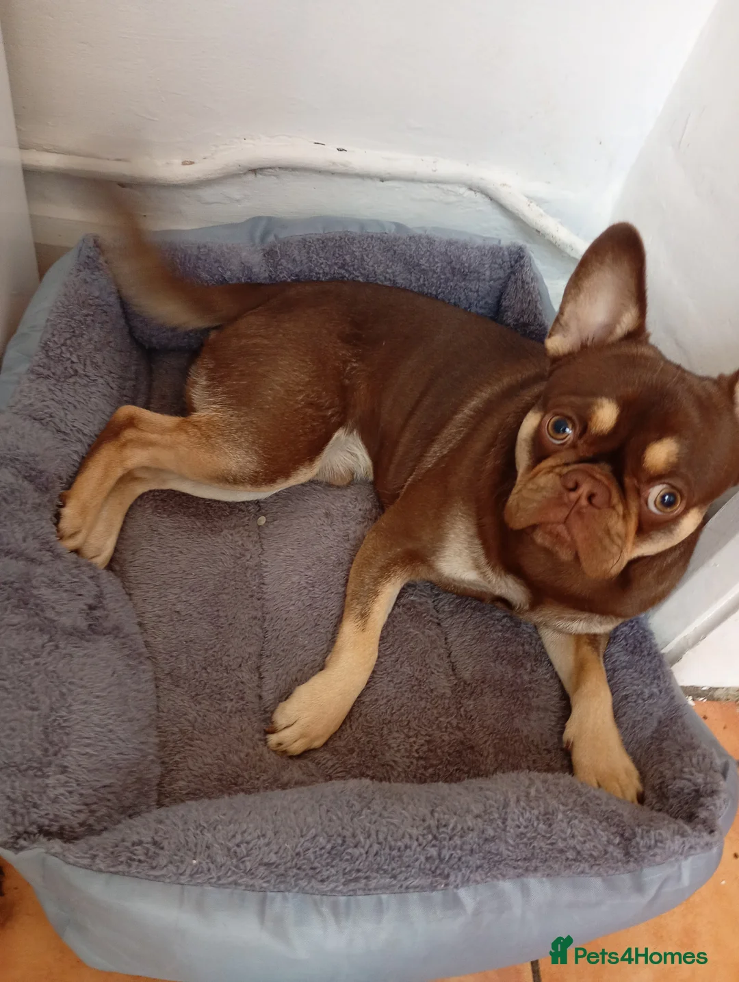 Frug dogs for sale: Male ,,milo - Advert 1
