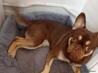 Frug dogs Male ,,milo - Advert 2