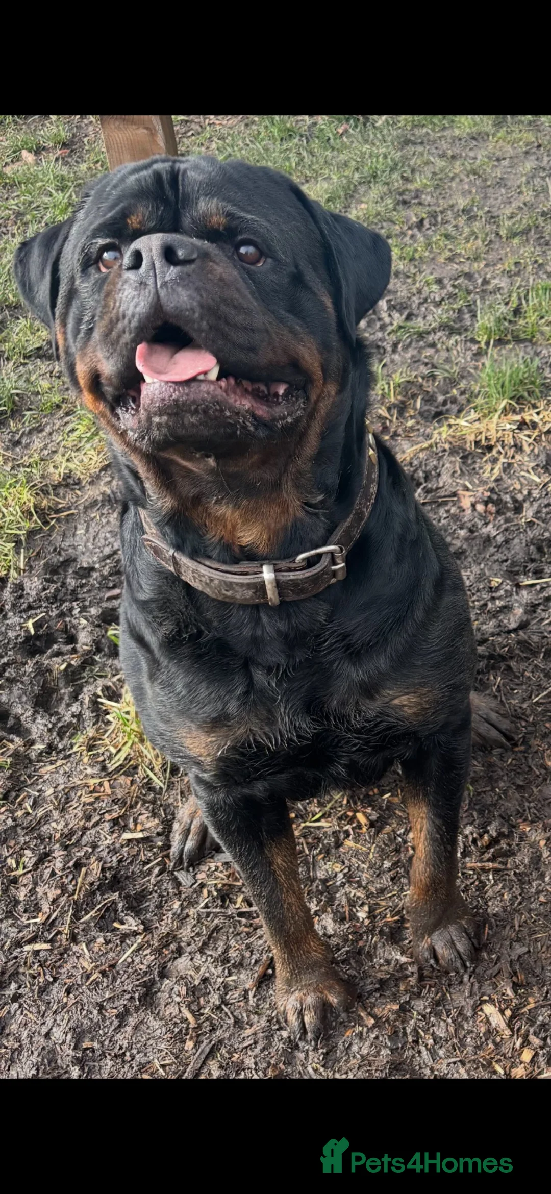 Rottweiler dogs for sale: Beautiful Male Rottweiler seeking a new home - Advert 2