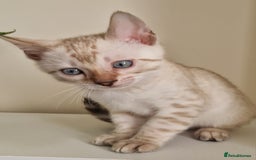 Bengal cats for sale: Stunning Glittered Pedigree Benga kittens  - Image 11