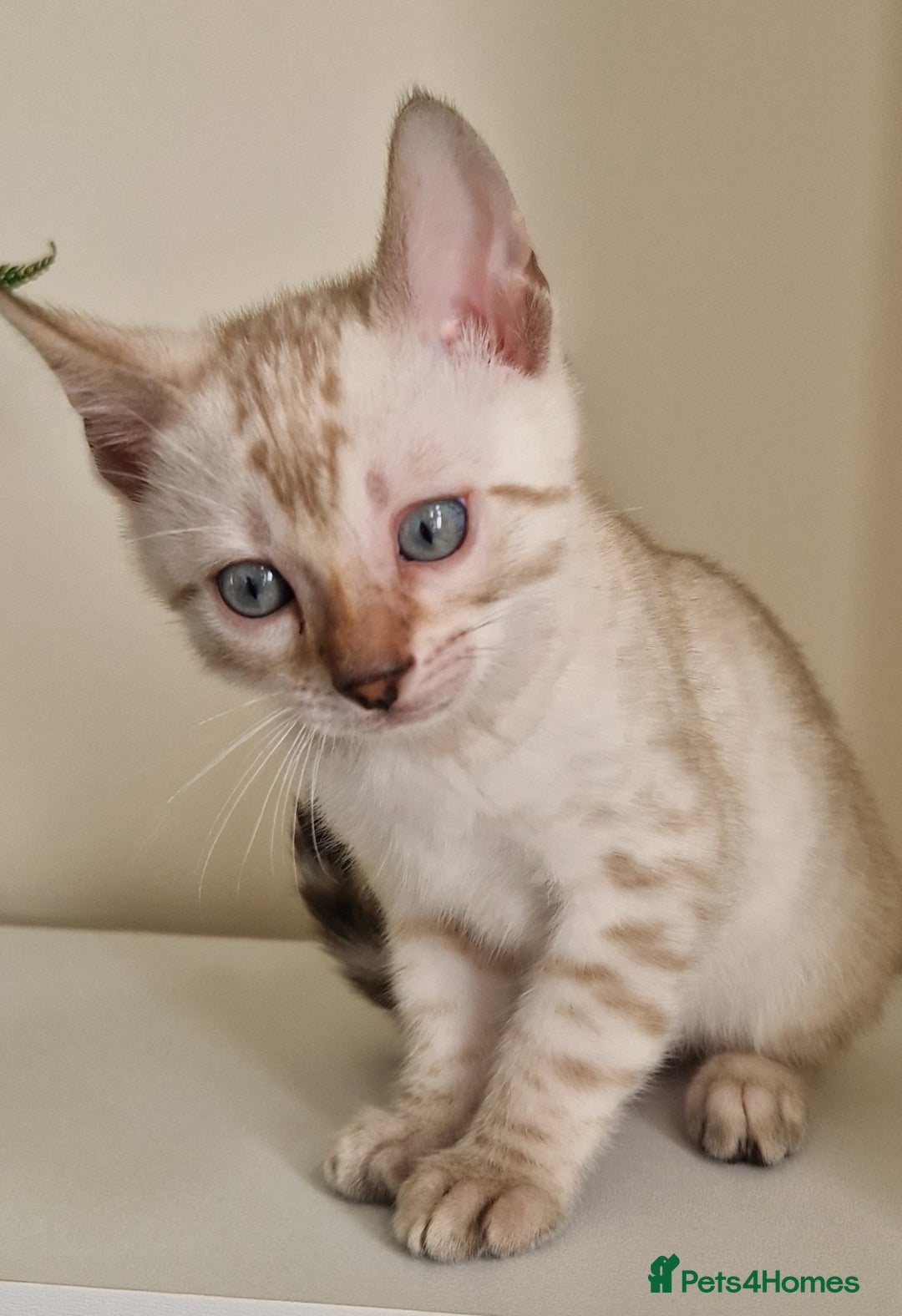 Bengal cats for sale: Stunning Glittered Pedigree Benga kittens  - Image 11