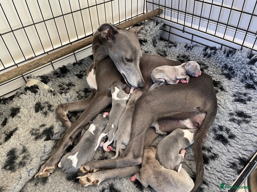 Whippet dogs for sale: Whippet puppies Northamptonshire - Image 16