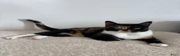 Domestic Shorthair cats for sale: Candy - female cat - Advert 2