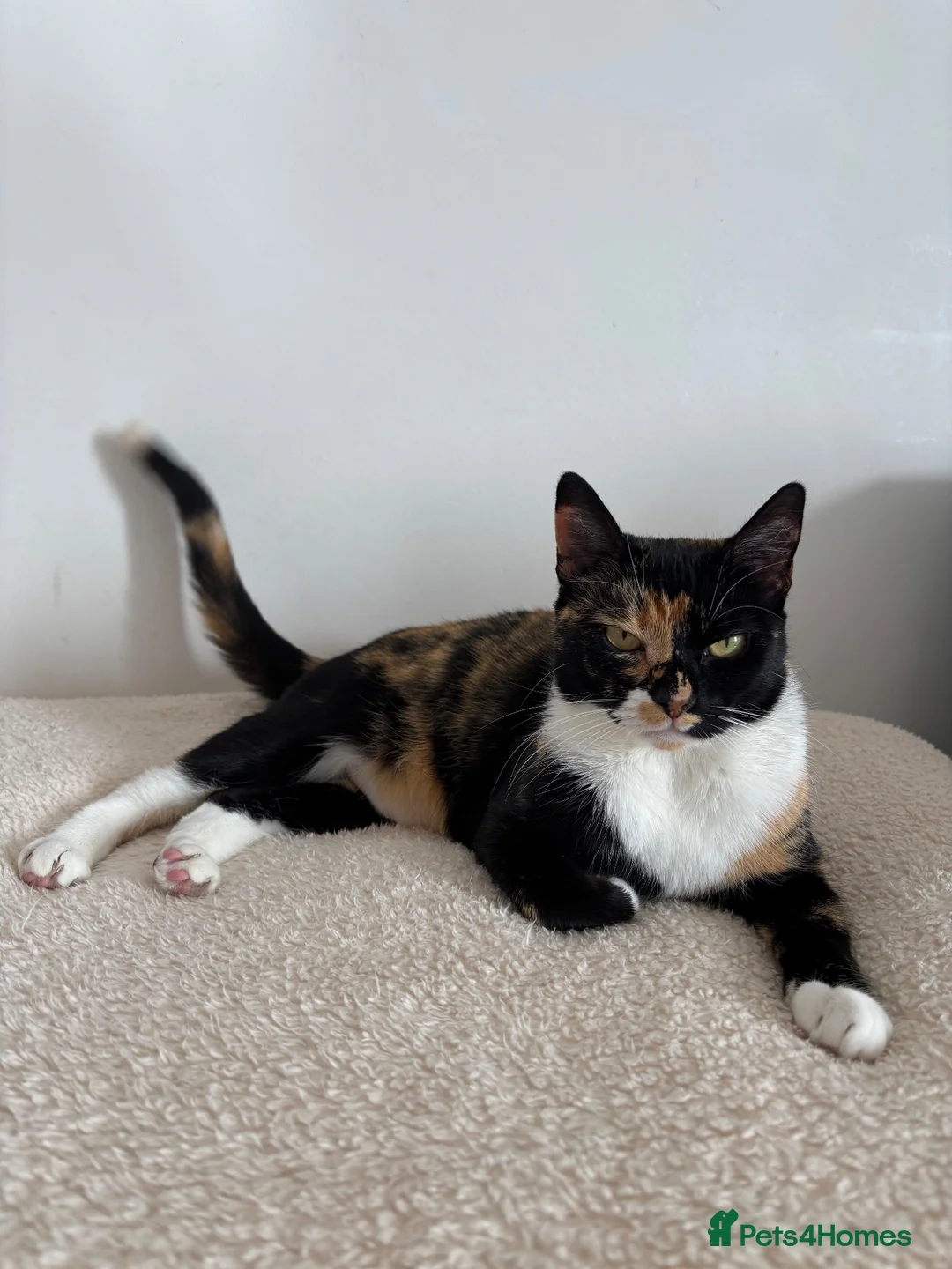 Domestic Shorthair cats for sale: Candy - female cat - Advert 2