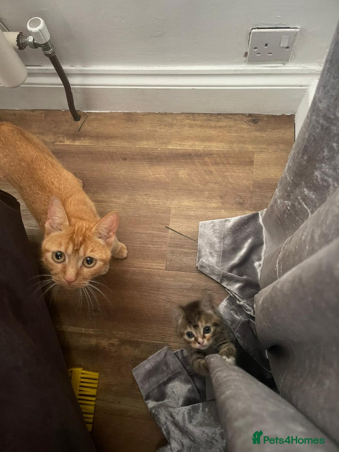 Mixed Breed cats for sale: Beautiful kittens  - Image 13