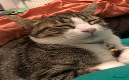 Mixed Breed cats for sale: Seamus - very sweet loving 4 year old cat - Image 7