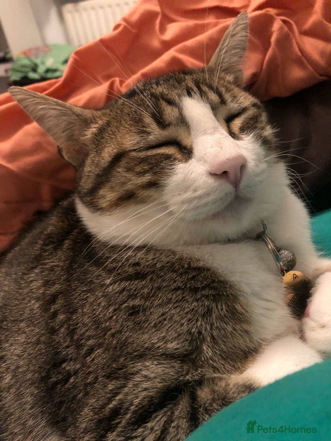 Mixed Breed cats for sale: Seamus - very sweet loving 4 year old cat - Image 7