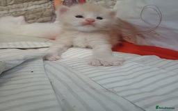 Maine Coon cats for sale: 3 gorgeous maincoon babies  - Image 10