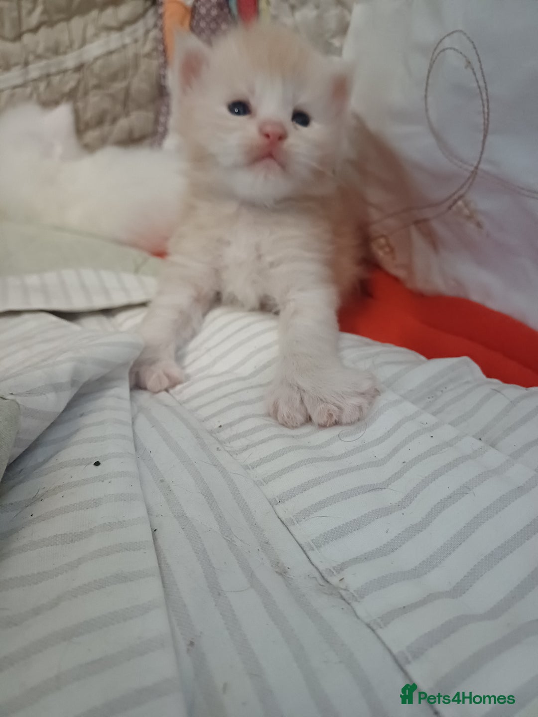 Maine Coon cats for sale: 3 gorgeous maincoon babies  - Image 10