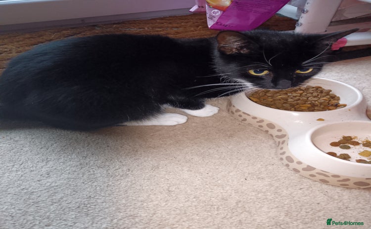 Domestic Shorthair cats - Advert 8