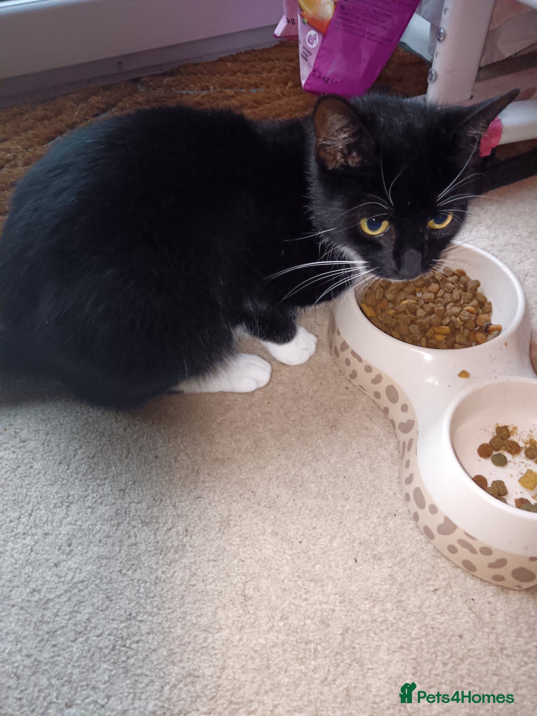 Domestic Shorthair cats for sale: A loving cat.  - Image 1