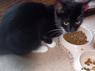 Domestic Shorthair cats - Advert 15