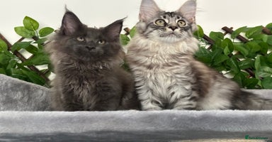 Maine Coon cats - Advert 9
