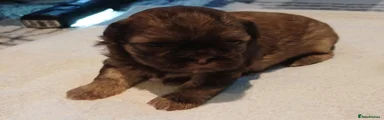 Shih Tzu 3
