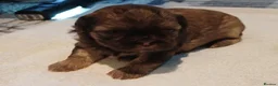 Shih Tzu dogs for sale: KARASHISHI IMPERIAL SHIH TZU PUPPIES 💕🐾 - Advert 7