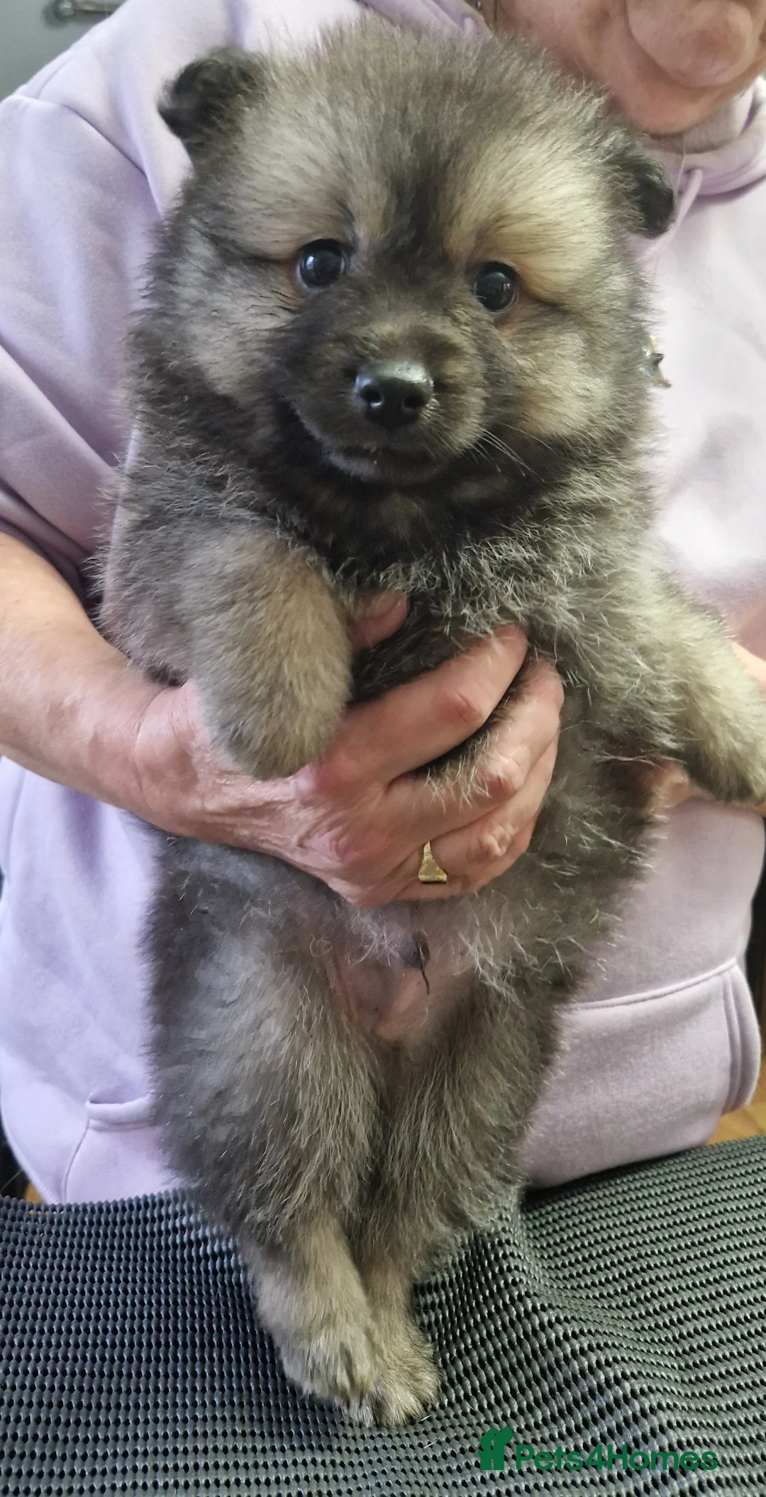 German Spitz dogs for sale: German spitz Mittel - Advert 19