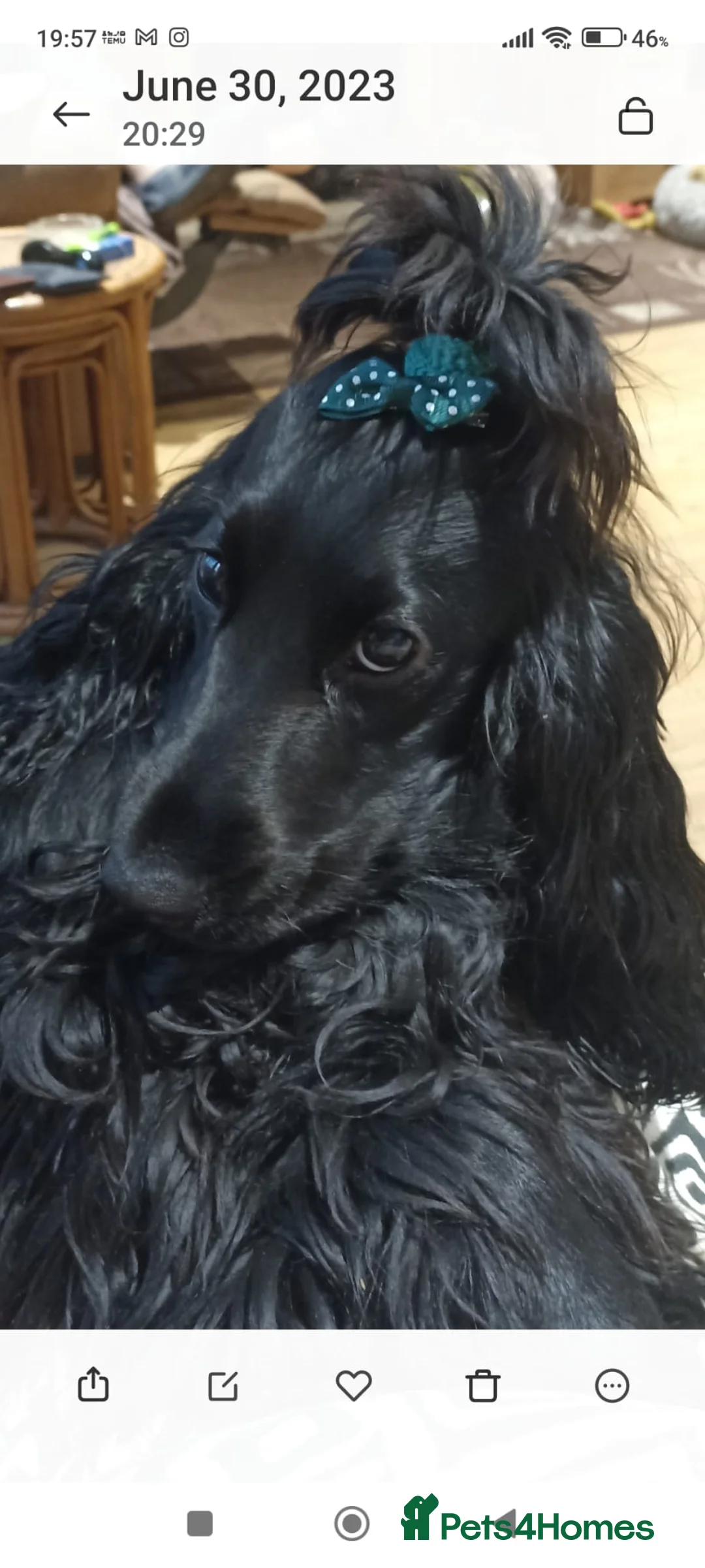 Cocker Spaniel dogs for sale: Sisters sad sale - Advert 4