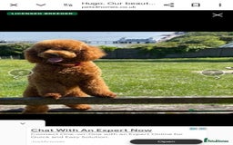 Cockapoo dogs for sale: F2b minature cockapoo  - Image 1
