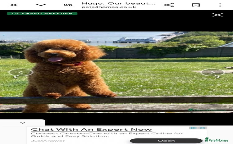 Cockapoo dogs - Advert 6