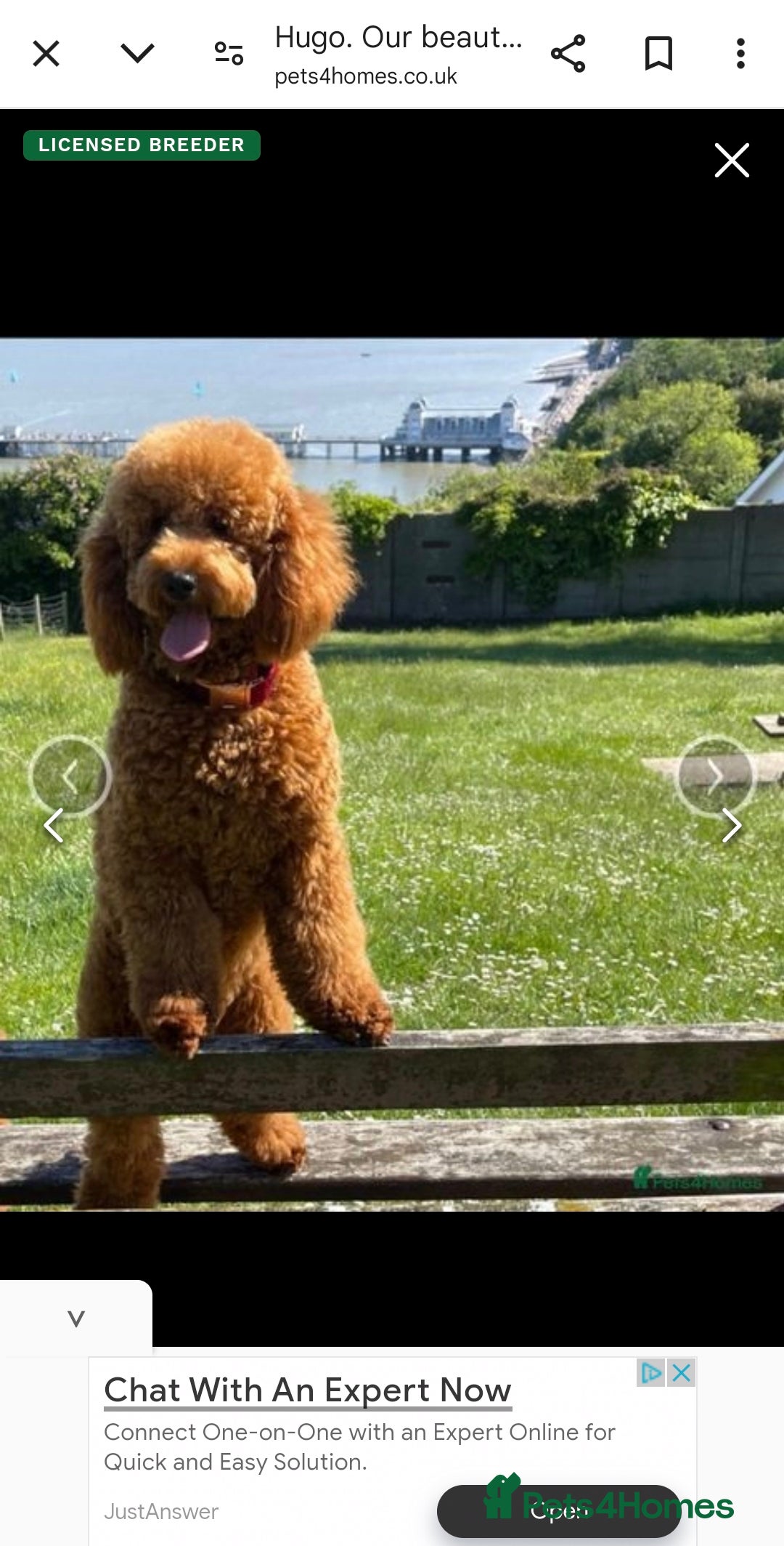Cockapoo dogs for sale: F2b minature cockapoo  - Image 1