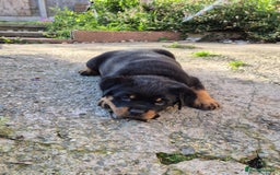 Rottweiler dogs for sale: Rottweiler puppies - Image 11