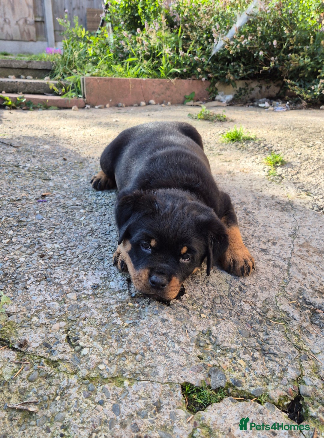 Rottweiler dogs for sale: Rottweiler puppies - Image 11