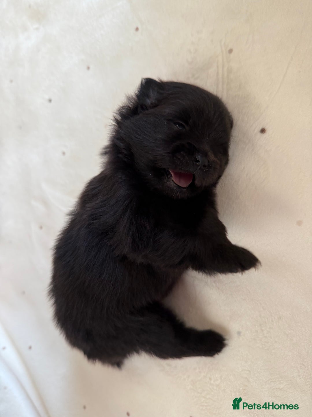 Pomeranian dogs for sale: Two Poms looking for forever home - Advert 7