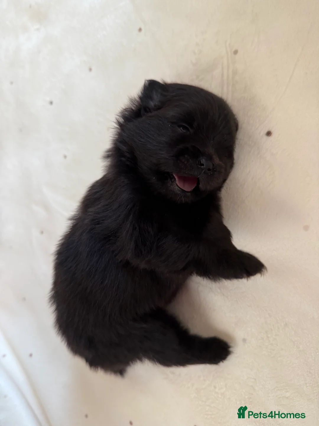 Pomeranian dogs for sale: Two Poms looking for forever home - Advert 27