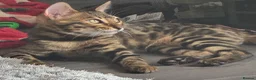 Bengal cats for sale: 2 Bengals Kittens Left ✨ in Southam - Advert 21
