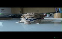 Maltipoo dogs for sale: Maltipoo puppies for sale  - Image 19