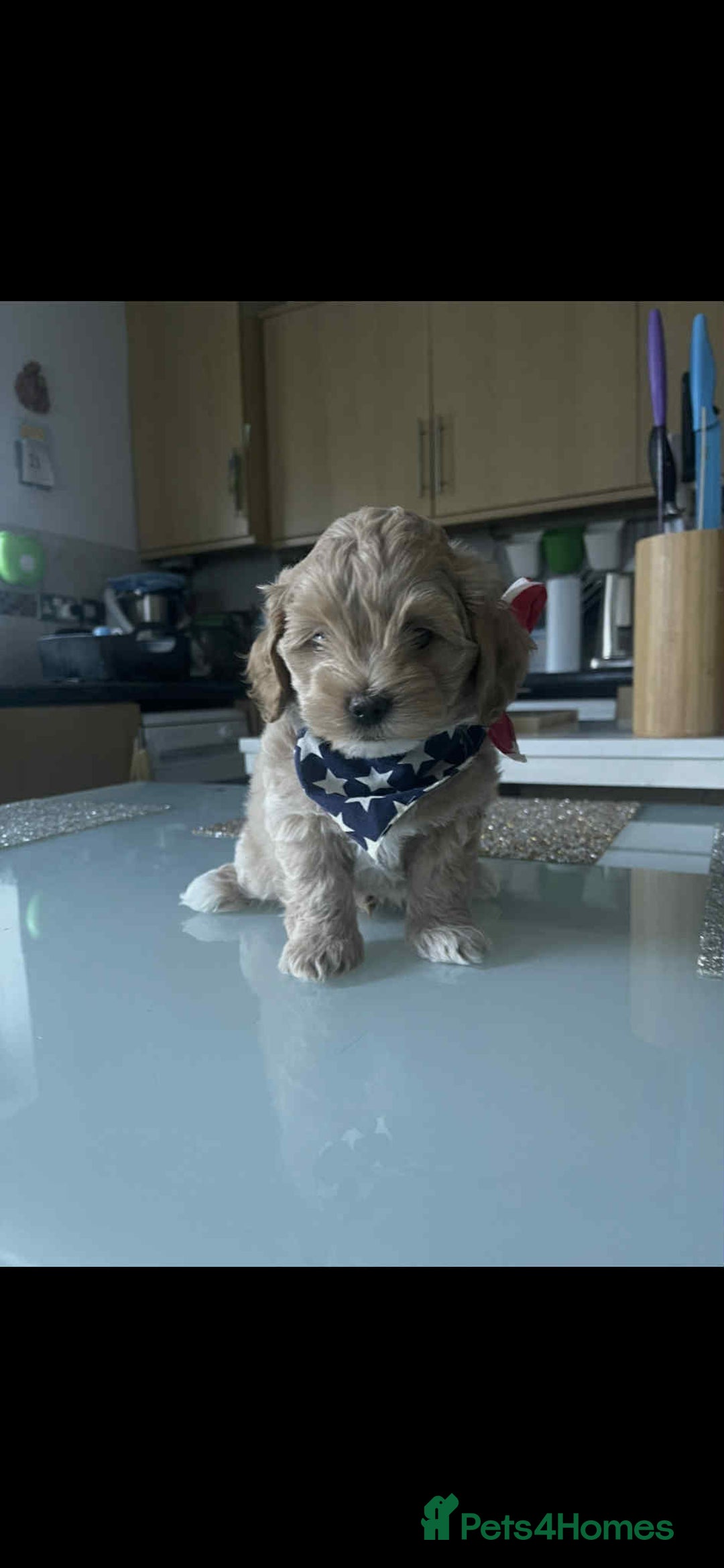 Maltipoo dogs for sale: Maltipoo puppies for sale  - Image 19