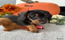 Miniature Dachshund dogs for sale: stunning litter of dachshunds - Image 4